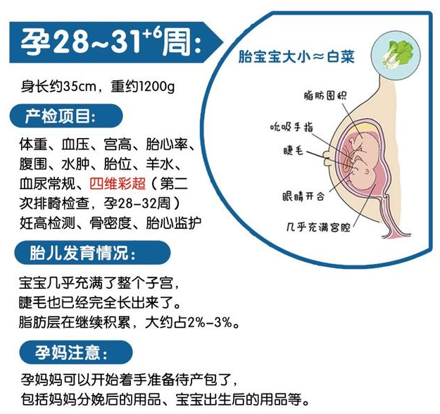 孕22周是几个月，孕期的时间换算与胎儿发育详解