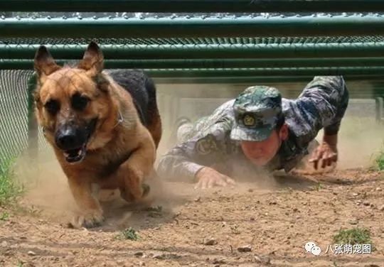 广东省警犬领养要求规定