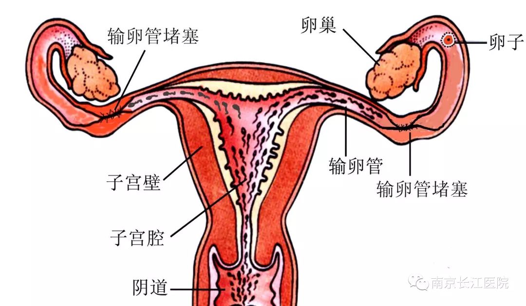 女生一个月排几次卵，揭秘女性生殖周期的奥秘